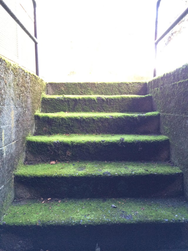 Mossy stairs High traction cane crutch tip